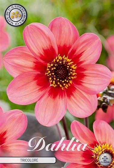 Dahlia Anemone Tricolore 1-pakning